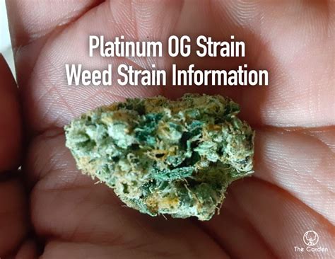 platinum og weed strain